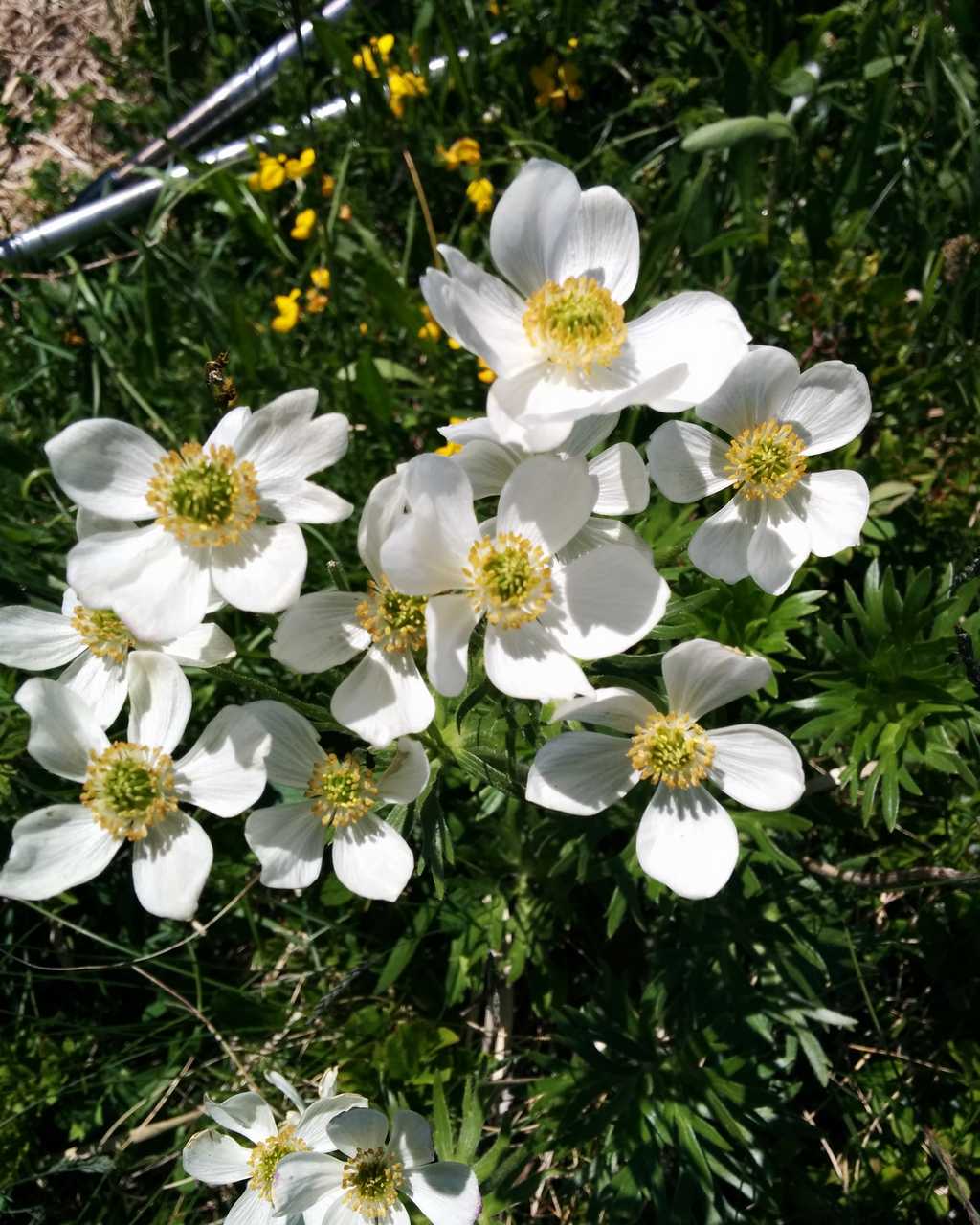 Anemonastrum narcissiflorum / Anemone narcissino